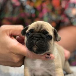 French Bulldog Puppies from Desert Madness Frenchies