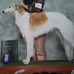 Borzoi All Grown Up from Cherry Hill Borzois