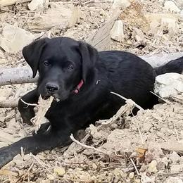 Labrador Retriever Puppies from Hayden Creek Labs