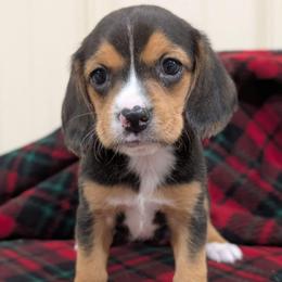 Girl 3 - Black tan and white female Beagle puppy in Baltimore, Maryland from Country Acres Farm
