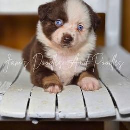 Aussiedoodle, Bernedoodle, Cockapoo, Miniature Australian Shepherd, Poodle, and Sheepadoodle Puppies from Jam's Doodles And Poodles