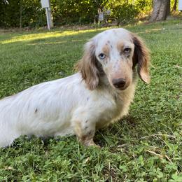 Daphne - Dachshund
