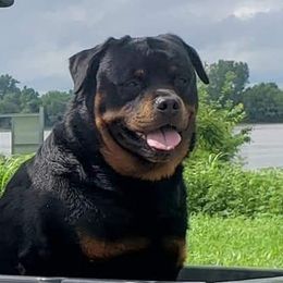 Lakeviews Legend Von Bodacious  - TBD