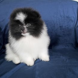 Merle - Black parti male Pomeranian puppy in Woodsfield, Ohio from Country Lane Kennels