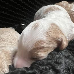 Boy 2 - Parti male Goldendoodle puppy in Placerville, California from New Dawn Poodles and Doodles