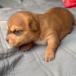 Belle - Red female Chihuahua puppy in High Point, North Carolina from Treasured Chihuahuas