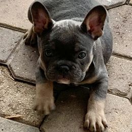 French Bulldog Puppies from Calypso Canine Company