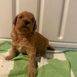 Boy 1 red - Red  male Poodle puppy in Southwest Ranches, Florida from Herringbone ‘s Poodles