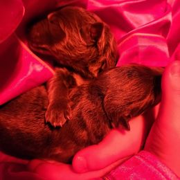 Elphaba - Blue female German Shepherd puppy in Los Lunas, New Mexico from Mali's German Shepherds