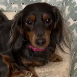 Scarlette - Dachshund