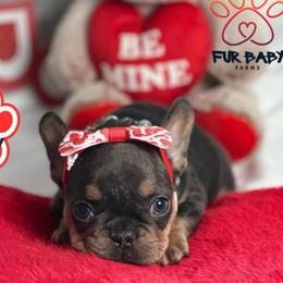 Merry - Tricolors female French Bulldog puppy in Michigan from Fur Baby Farms