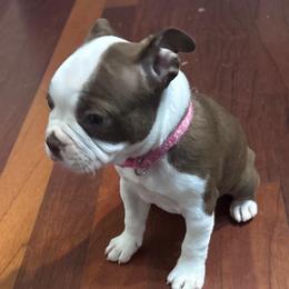 B. Red Female pink collar - Red female Boston Terrier puppy in Mc Donough, Georgia from Ballard Boston Terriers