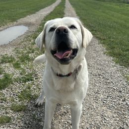 Poet - Labrador Retriever