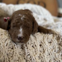 Velvet - Red  female Poodle puppy in Dayton, Texas from Wolfe Island Poodles