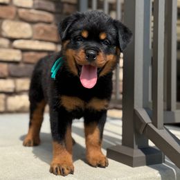 Green collar - Black and tan male Rottweiler puppy in Brandenburg, Kentucky from Boss Rottweiler Haus