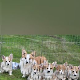 Pembroke Welsh Corgi Puppies from Breyerwood Corgis