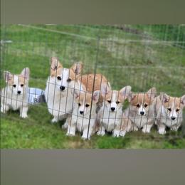 Pembroke Welsh Corgi Puppies from Breyerwood Corgis