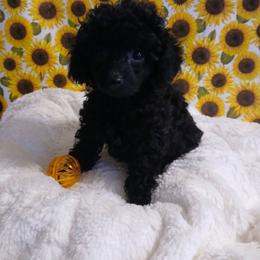 Mitchell - Black male Poodle puppy in Blanch, North Carolina from Faithful Hearts Kennel