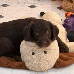 Littlefoot - Chocolate female Labradoodle puppy in Chelan, Washington from North Cascades Doodles