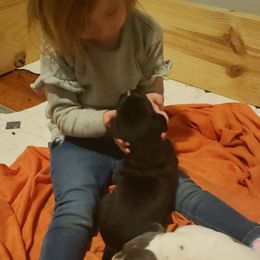 Great Dane Puppies from HCC Great Danes