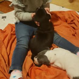 Great Dane Puppies from HCC Great Danes