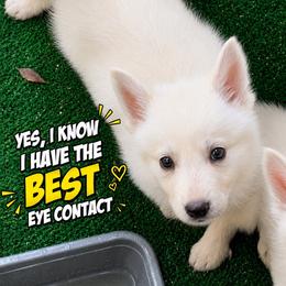 Justice-only female available in two litters - White female German Shepherd puppy in Yuba City, California from Barton’s German Shepherds