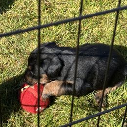 Jagdterrier Puppies from Oregon Jagdterrier
