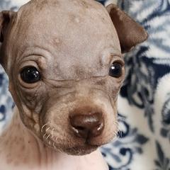 American Hairless Terriers and Miniature American Shepherds from Mapleleaf MAS & AHT