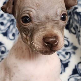 American Hairless Terriers and Miniature American Shepherds from Mapleleaf MAS & AHT