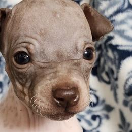 American Hairless Terriers and Miniature American Shepherds from Mapleleaf MAS & AHT