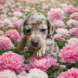 Bruce Ween - Dapple male Dachshund puppy in El Cajon, California from Lisa Buxton