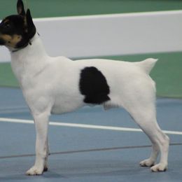Miniature Pinschers and Toy Fox Terriers from Amberfaye's Min Pins and Toy Fox Terriers