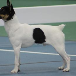 Miniature Pinschers and Toy Fox Terriers from Amberfaye's Min Pins and Toy Fox Terriers