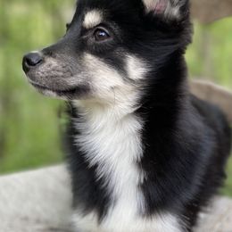 Pomsky Puppies from Brent Bauer