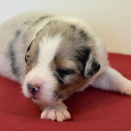 Australian Shepherd Puppies from Clay Ridge Australian Shepherds