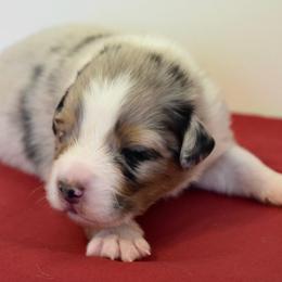 Australian Shepherd Puppies from Clay Ridge Australian Shepherds