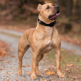 Joule - American Pit Bull Terrier
