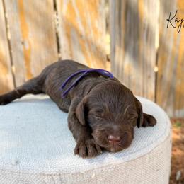 Kayla - Brown female Bernedoodle puppy in Wamego, Kansas from Doodles of Oz