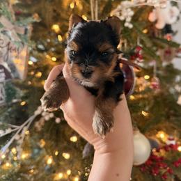 Koda Christmas Special - Black and tan male Yorkshire Terrier puppy in Georgia from Nalley Kennels