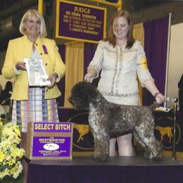 Lagotto Romagnolo All Grown Up from Two By Two Lagotto