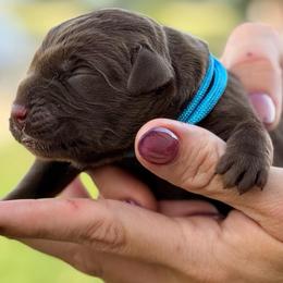 Blue boy - Chocolate male Labrador Retriever puppy in Conway, Missouri from Ozark Mountain Kennel