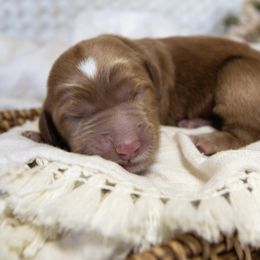 Boy 1 - Red  Goldendoodle puppy in Chesapeake, Virginia from Havens Doodles