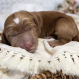 Boy 1 - Red  Goldendoodle puppy in Chesapeake, Virginia from Havens Doodles
