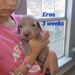 Eros - Silver Male - Silver gray male Weimaraner puppy in Kingwood, Texas from Desert Rose Weimaraners