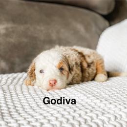 Godiva - Chocolate merle female Bernedoodle puppy in Hudson, Indiana from TurkeyCreek-K9