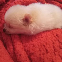 Pomeranian Puppies from Cynthia Marquez