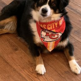 Australian Shepherds and Miniature American Shepherds from Country Creek Kennels