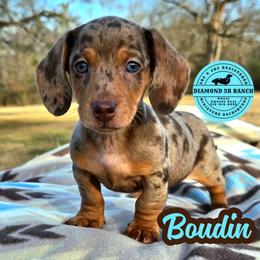 Boudin - Dapple male Dachshund puppy in Columbia, Louisiana from Diamond 5R Ranch AKC & CKC Miniature Dachshunds