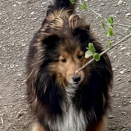 Brooke - Sable and white female Shetland Sheepdog puppy in Pleasant Shade, Tennessee from Odyssey Shetland Sheepdogs