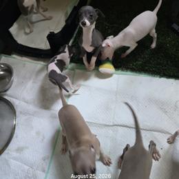 Italian Greyhound and Weimaraner Puppies from Quality Italian Greyhounds